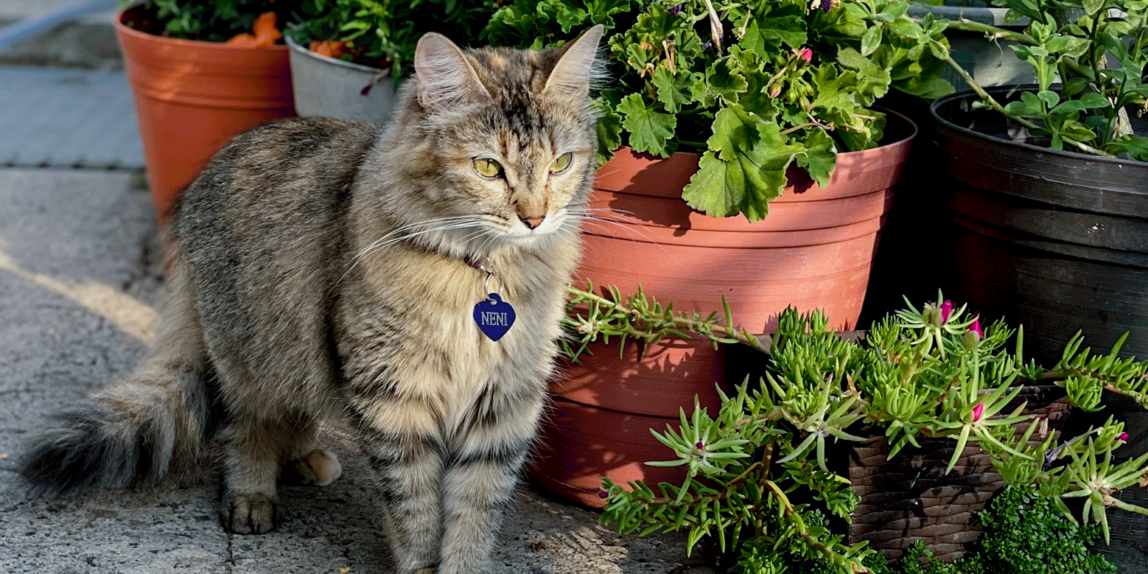 como gato